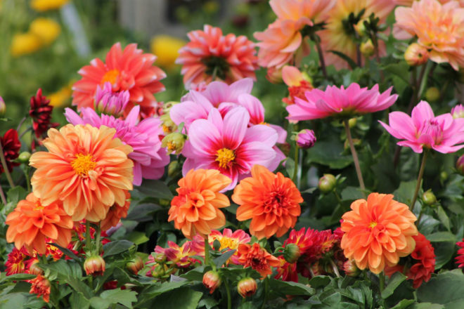 Many colorful flowers