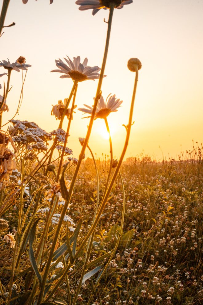 Daisies in field during the golden hour