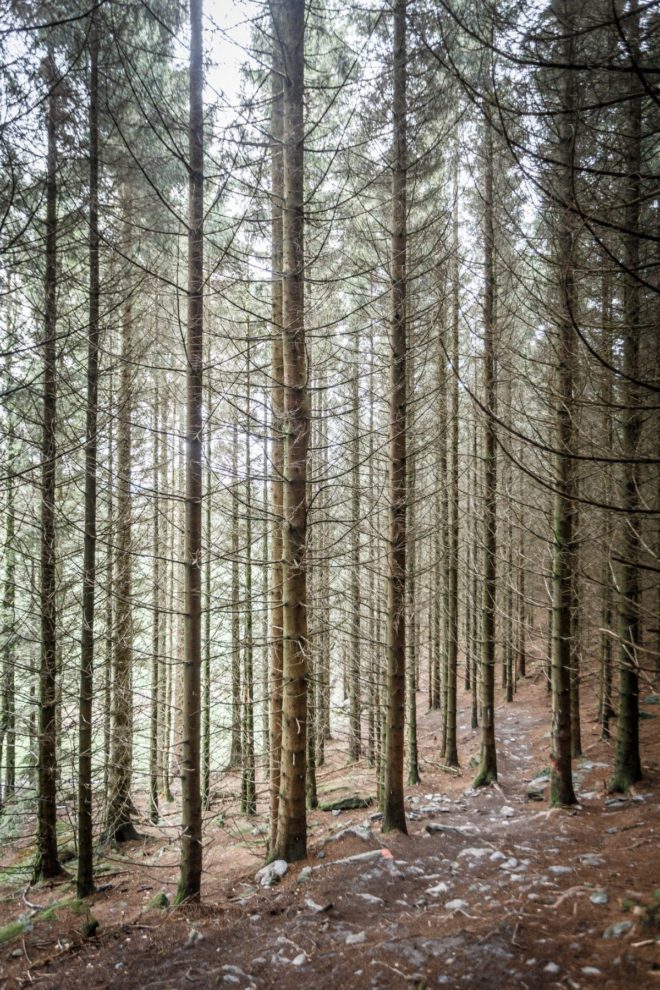 tall straight trees in a thick forest