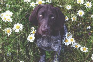 2021 pet calendar winning photo of a dog in daisies