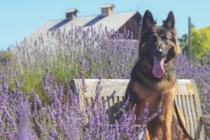 2021 pet calendar winning photo of a dog in lavender fields