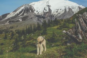 2021 pet calendar winning photo of a dog by a mountain