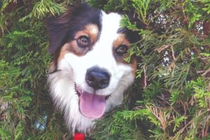 2021 pet calendar winning photo of a dog in a cedar tree