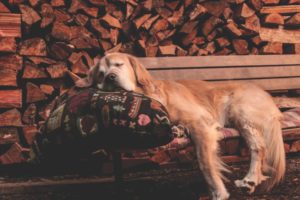 2021 pet calendar winning photo of a dog sleeping