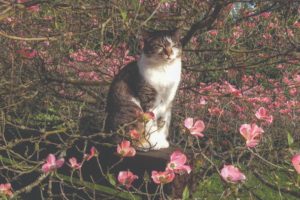 2021 pet calendar winning photo of a cat in a magnolia tree