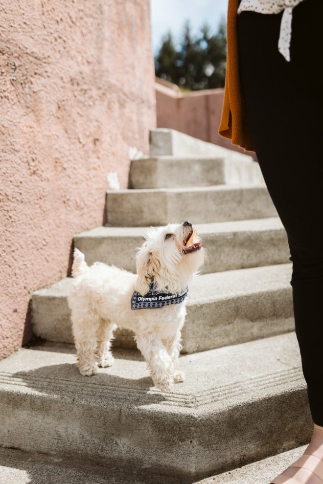 Photo of OlyFed dog on steps of Saint Martins University in Olympia, Washington