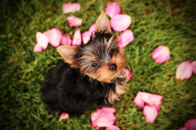 Dog in rose petals by photographer Shanna Paxton