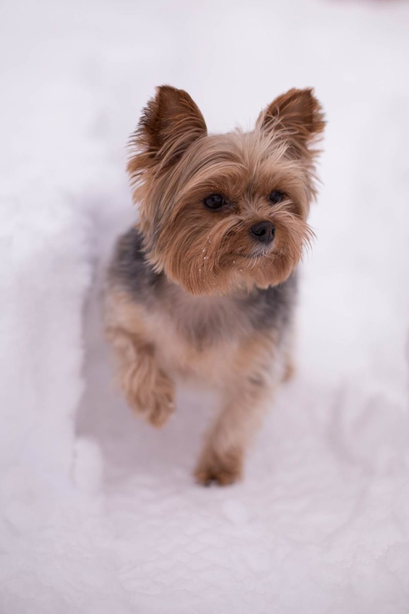 Dog in snow by photographer Shanna Paxton