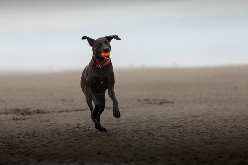 Dog playing ball by photographer Shanna Paxton