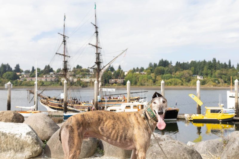 Dog by boats by photographer Shanna Paxton