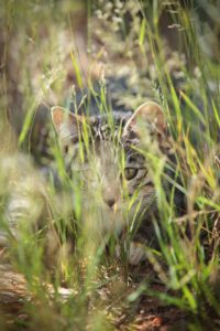 Cat in grasses by photographer Shanna Paxton