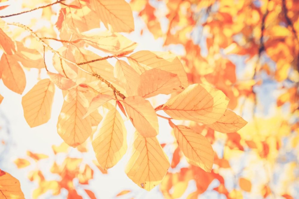 Bright early autumn leaves