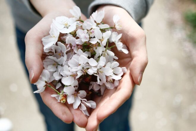 Cherry blossoms being held in cupped hands