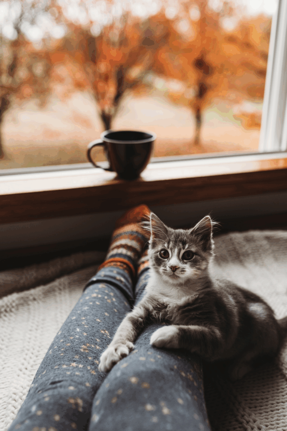 Fall Day with Kitten