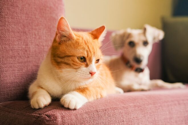 An orange cat with a white chest and paws sitting on a red couch next to a small tan dog with a red collar