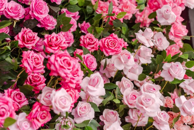 Light and dark pink roses among green leaves