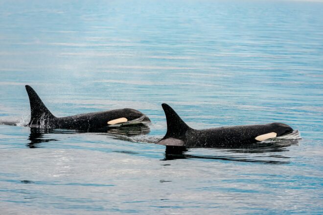 Two Orcas swimming side by side with their heads and fins poking out of the water around them.